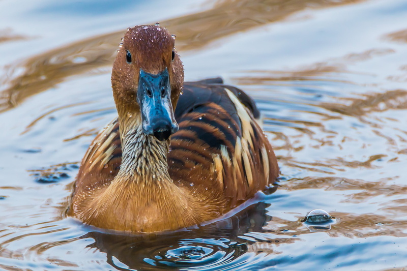 swimming Animal, black, duck, animal wildlife, animal themes, poultry, wildlife, mallard Duck, lake, 2K, outdoors, mallard, water, focus on foreground