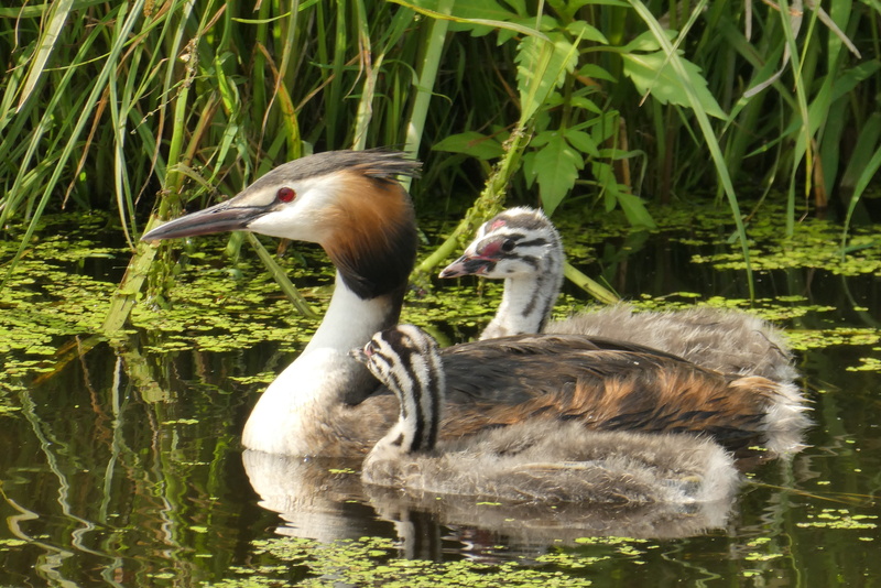 ducks, grebe, mallard, 2K, animal themes, lakeshore, beak, body, mother, lake, young animal, water, outdoors, animal, day, gosling, ditch, group of animals