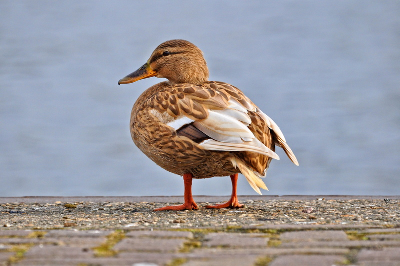 focus on foreground, lake, animal wildlife, animal, 4K, day, bill, mallard, poultry, female duck, plumage, nature, wildlife, beak, mallard duck, water fowl