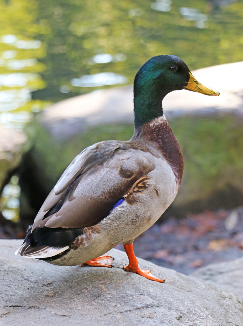 one animal, bill, poultry, smooth, meadow, rock, winter, nature, focus on foreground, Duck, mallard duck, beak, 4K, feather, animal themes, solid, marching