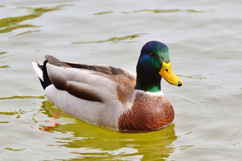 mandarin duck, beak, 4K, water, waters, mallard duck, day, one animal, waterfront, swimming, vertebrate, duck, nature, animals in the wild, drake, water bird