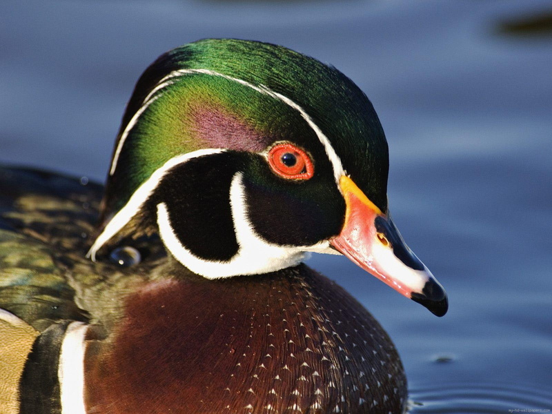 bird, 720P, mallard, green, colored, brown, duck, animal