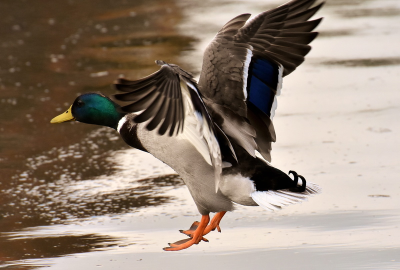 drake, colorful, bird, males, flapping, bill, animals in the wild, duck, body, black, plumage, focus on foreground, animal themes, side view, fly, male mallard