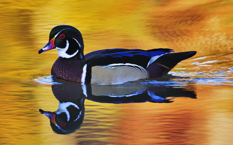 mallard Duck, pond, animal, cute, nature, vertebrate, outdoors, water Bird, gray, multi Colored, duck, animals In The Wild, one animal, poultry, waterfront