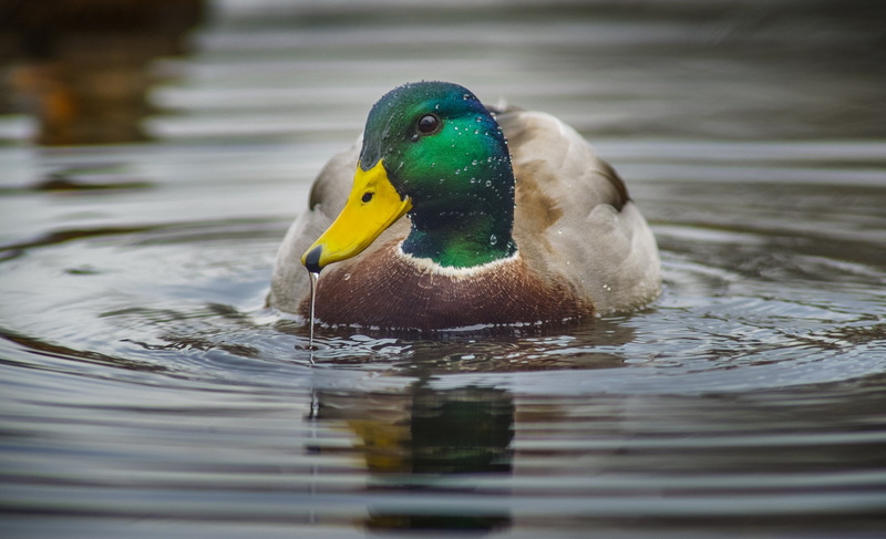mallard, 1080P