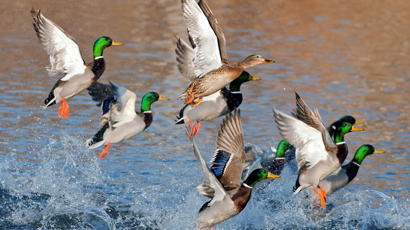 1080P, animal, animals In The Wild, nature, male Animal, water Bird, beauty In Nature, white, bird, red, color Image, ducks, multi Colored, feather, flock