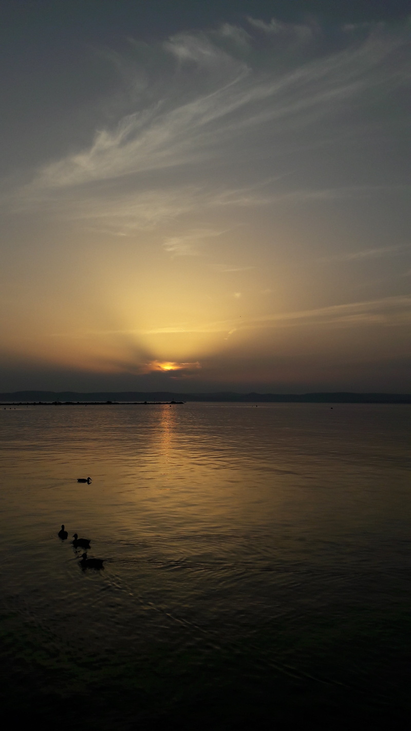 animals in the wild, 4K, bird, tranquil scene, nature, mallards, sunset, sea, cloud - sky, water, lake balaton, waterfront, animal themes, reflection