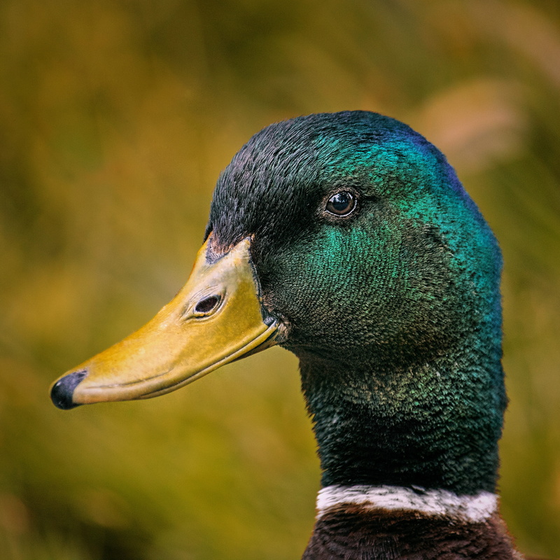 poultry, profile view, day, outdoors, animal body part, duck bird, animal eye, bird, close-up, animals in the wild, mallard, animal themes, focus on foreground