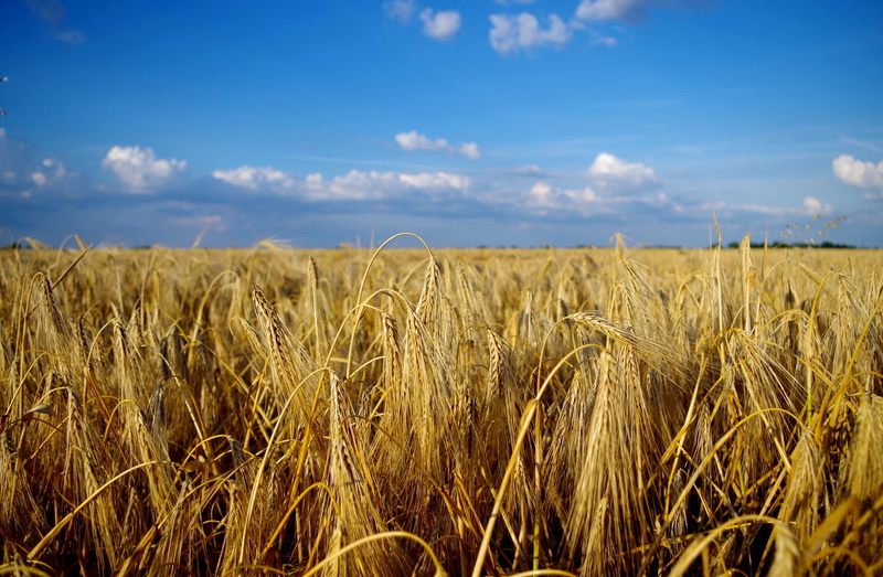 landscape, wheat, summer, scenics - nature, no people, plant, clouds, land, cornfield, beauty in nature, tranquil scene, plains, rural landscape, day, hungary