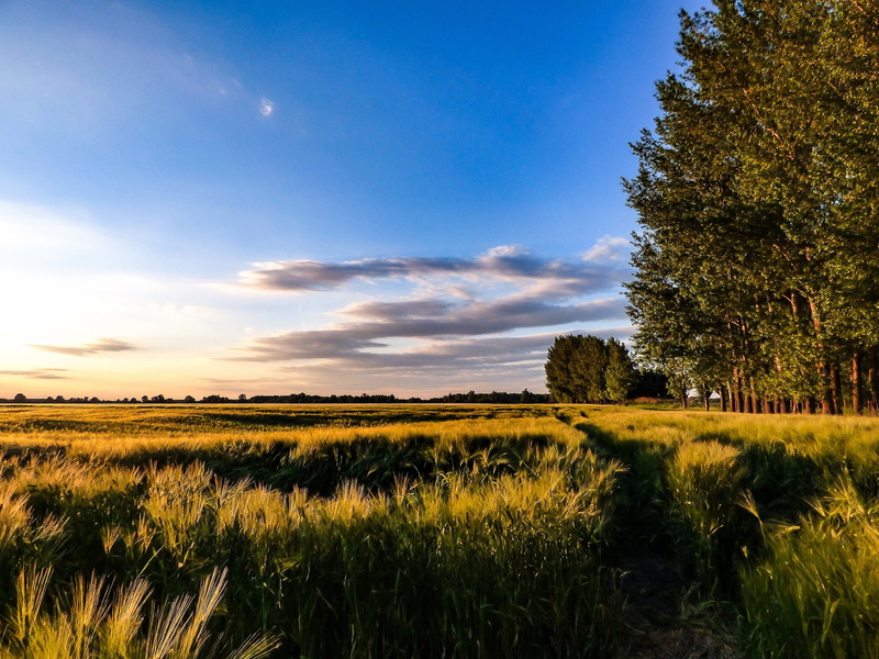 sunshine, great plains, sky, field, outdoors, rural scene, no people, beauty in nature, non-urban scene, blue, rural landscape, land, green color, landscape