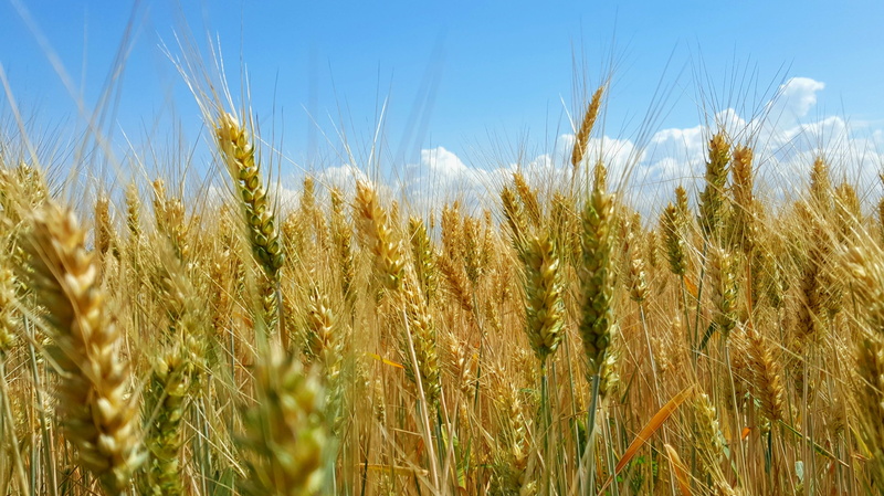 sunshine, wheatfield, mood, outdoors, rural scene, field, wheat, growth, beauty in nature, summer, environment, tranquility, great plains, close-up, other cannabinoids