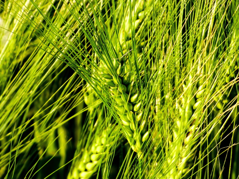 sunlight, frond, tranquility, green color, growth, plant part, nature, by chaitanya k, beauty in nature, cornfield, 4K, coniferous tree, grain, greenish-yellow