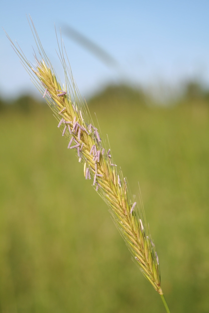 stalk, invertebrate, close-up, crop, plant, cereal plant, wheatfield, agriculture, animal, insect, one animal, outdoors, animals in the wild, growth, day