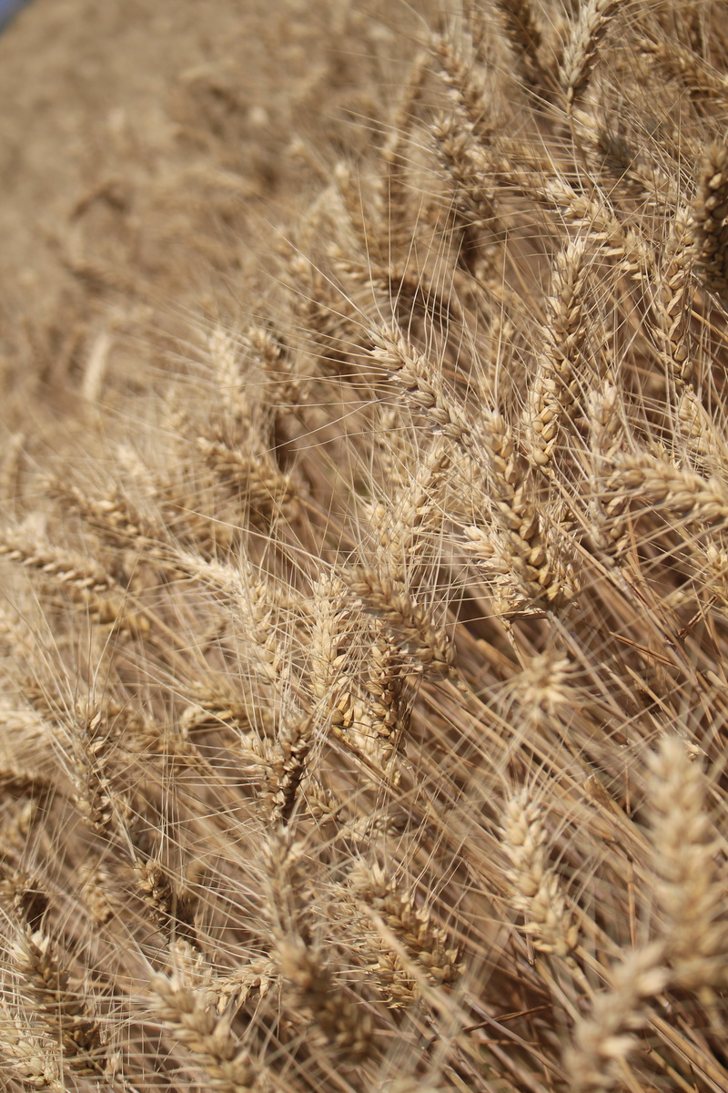 land, agriculture, no people, 5K, arid climate, field, rural landscape, selective focus, great plains, nature, day, harvest, stalk, tranquility, wind