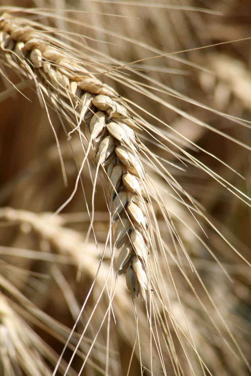 grain, wheat, land, field, close-up, rural Scene, harvest, wheatfield, selective focus, landscape, day, crop, yellow, ripe, 2K, bread, harvesting, seed