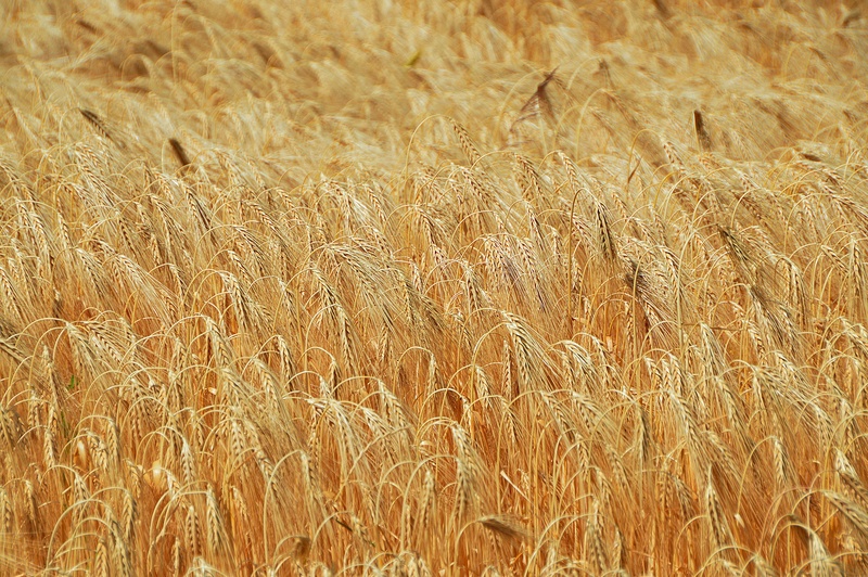 grain, farm, beauty in nature, agriculture, outdoors, 2K, field, by chaitanya k, wheat ear, wheatfield, rural scene, nature, cultural plants, sowing, stalk