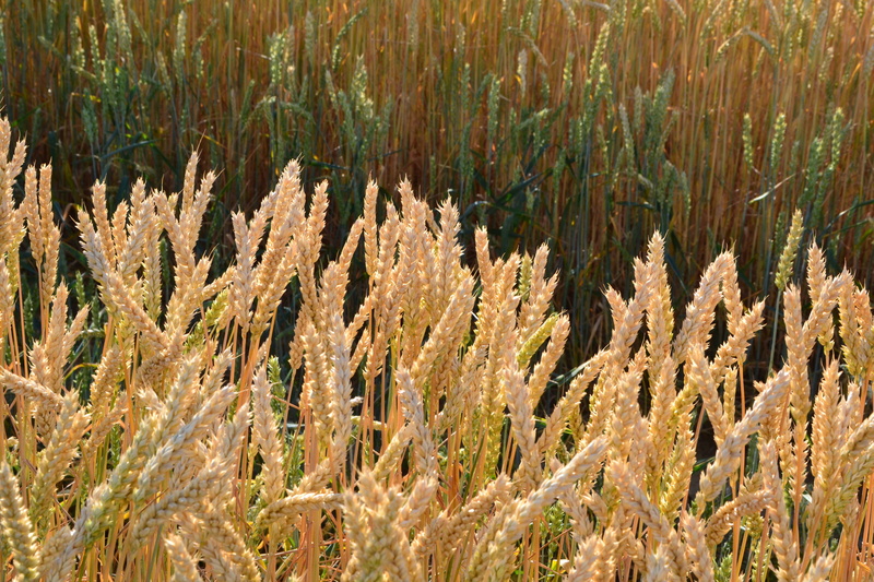 wheat, beauty in nature, land, plant, non-urban scene, nature, cereals, field, sunlight, landscape, green color, focus on foreground, 4K, cornfield, tranquility