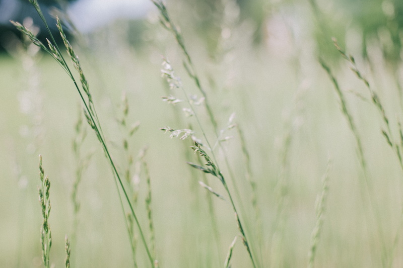 no people, plant, wheatfield, day, rural Scene, grass, focus on foreground, plants, season, agriculture, backgrounds, green grass, photography, close-up