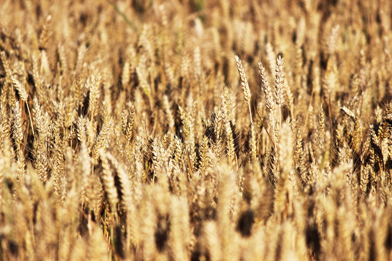 growth, plant, day, grain, selective focus, close-up, stalk, tranquility, brown, outdoors, landscape, field, backgrounds, farm, beauty in nature, crop