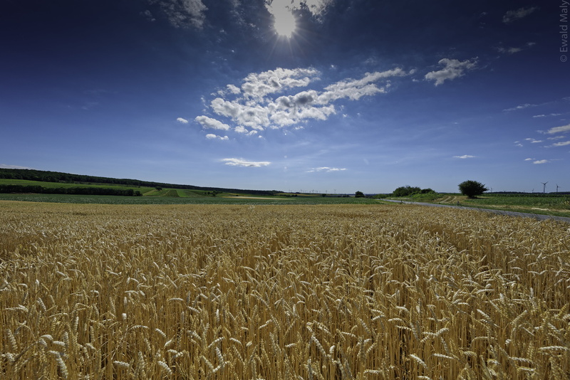 summer, daytime, farm, land, 5K, clouds, nature, rural Scene, cereal Plant, cummulus, outdoors, wheat, wheatfield, landscape, agriculture, growth, crop