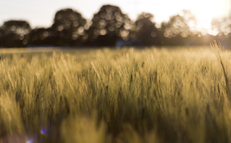 farm, Aero, tranquility, nature, tranquil scene, stalk, landscape, no people, selective focus, rural scene, scenics - nature, grass, land, Bokeh, wheatfield