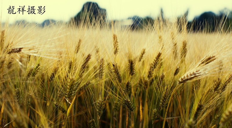 tranquility, wheatfield, summer, plantation, close-up, sky, plant, no people, beauty in nature, Vintage, farm, grain, wheat, growth, yellow, landscape