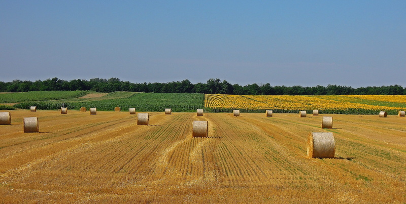 plant, land, nature, environment, crop, cornfield, growth, beauty in nature, landscape, outdoors, farm, 4K, arable land, grain, sky, scenics - nature