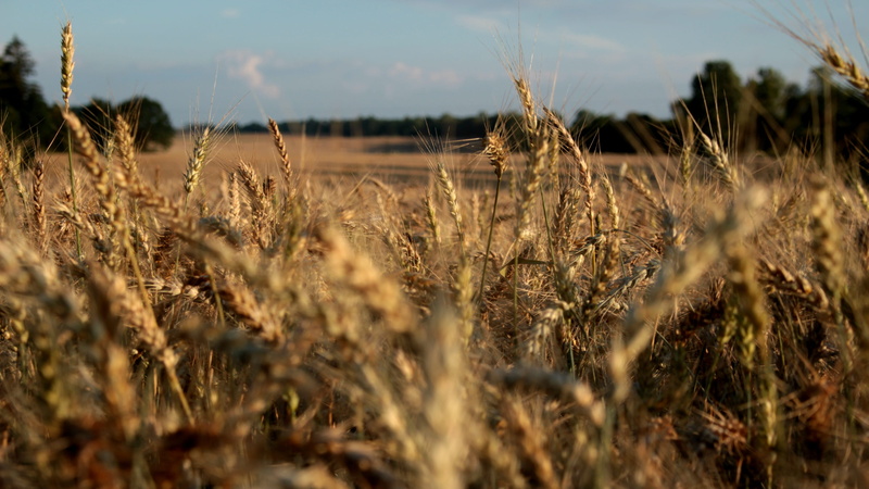 plant, environment, close-up, field, selective focus, outdoors, crop, wheatfield, by chaitanya k, wheat, 4K, agriculture, no people, landscape, still life