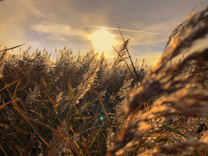 field, selective focus, timothy grass, no people, cloud - sky, autumn, tranquility, landscape, meadow, lens flare, sun, tranquil scene, grain, growth, plant