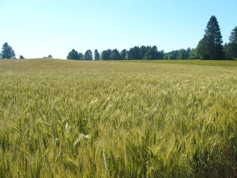 tranquility, tree, cereal plant, environment, stalk, crop, wheat, 2K, outdoors, beauty in nature, scenics - nature, switzerland, growth, plantation, day
