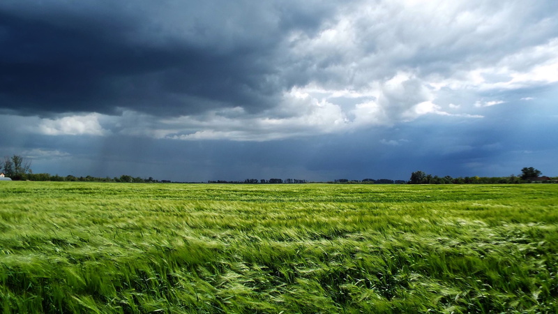 Wheatfield, rural Scene, summer, Wheat, sky, environment, weather, field, beauty In Nature, scenics - nature, storm, growth, blue, cereal plant, cloudscape