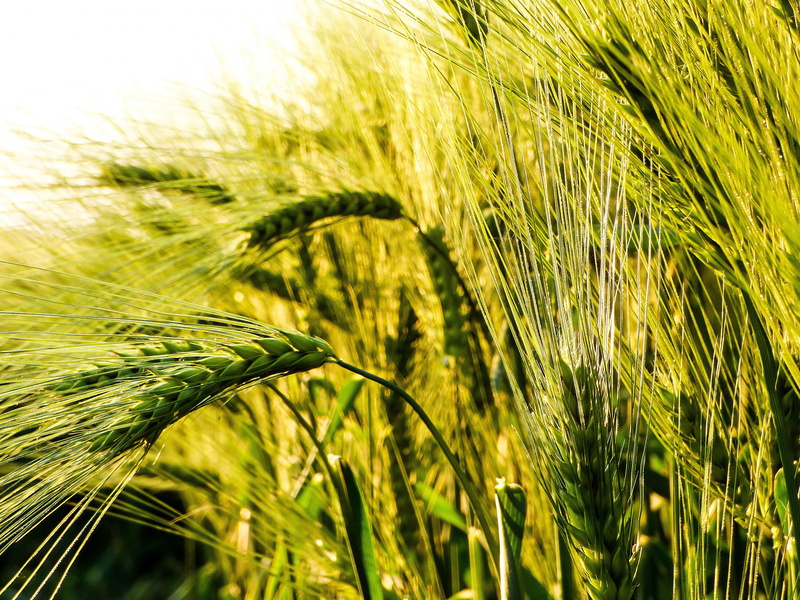 landscape, wheat, green color, greenish-yellow, crop, nature, sunshine, 4K, day, close-up, cereal plant, farm, grass, rural scene, no people, plant, wheat ear