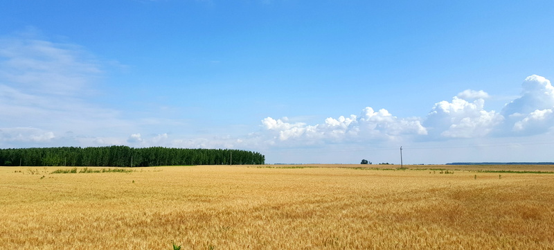 landscape, wheatfield, land, day, other cannabinoids, hungary, great plains, plant, environment, tree, daytime, cloud - sky, clouds, sky, wheat, tranquility