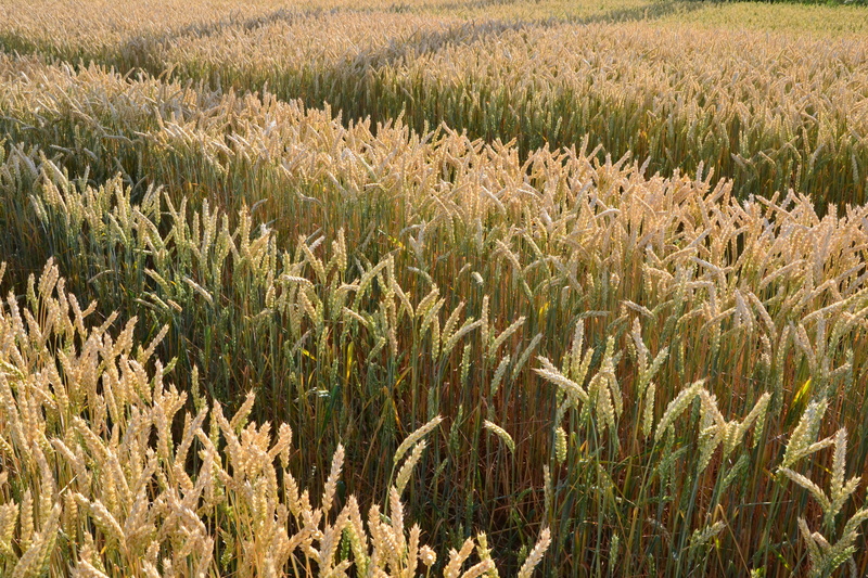 cereal plant, nature, stalk, by chaitanya k, agriculture, rural Scene, no people, shadow, tranquil scene, tranquility, light, crop, day, growth, landscape