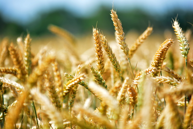 growth, wheatfield, wheat, close-up, cereal plant, cereals, summer, beauty in nature, agriculture, oat - crop, rural scene, daytime, no people, food, land