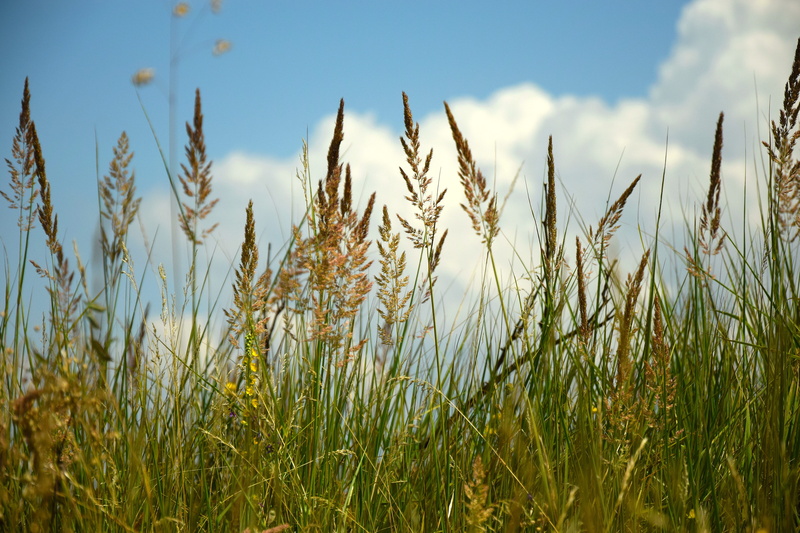 cloud - sky, tranquility, field, outdoors, grass, 5K, land, stalk, agriculture, nature, sky, no people, эeleno, wheatfield, beauty in nature, tranquil scene