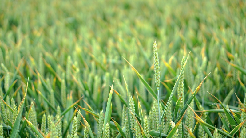 field, growth, backgrounds, plant, grass, blade of grass, agriculture, land, blurry, outdoors, green, farm, freshness, depth of field, day, background