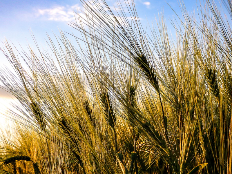 nature, no People, cereal crop, sky, day, farm, tranquility, Sowing, summer, outdoors, close-up, timothy grass, wheatfield, Chaitanya, grass, agriculture