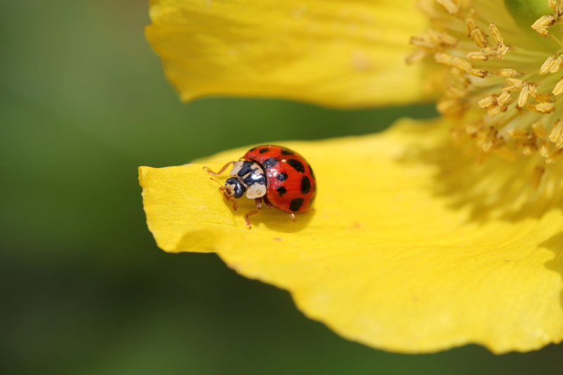 close-up, insect, red, macro photo, plant, fauna, beetle macro insect photo, animal, sunlight, bright red, filigree, spring, leaf, animal themes, vulnerability