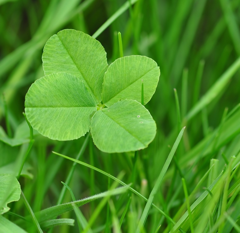 vulnerability, focus on foreground, klee, photography, selective focus, four leaf clover, green, growth, shamrocks, high angle view, outdoors, focus, leaves