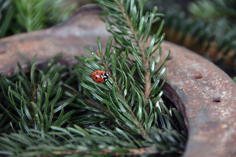 animal, new years eve, new year, plant, beetle, leaf, lucky charm, new year 2017, plant part, luck, animal wildlife, close-up, ladybug, day, no people