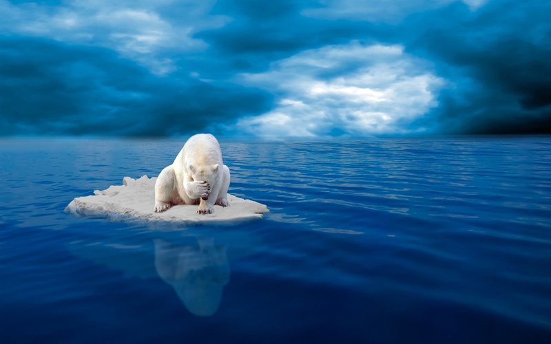 Polar, White, Blue, Despair, Bear, Sea, 1080P, Ice