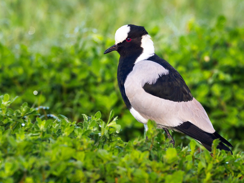 no people, selective focus, day, lapwing, 4K, plant, nature, avian, plover, side view, blacksmith plover, animal themes, branch, animal wildlife, animals in the wild