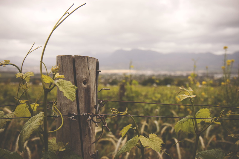 cloud - sky, outdoors, blacksmiths kitchen, fence, plantation, plant, nature, winemaking, safety, day, sky, beauty in nature, security, no people, protection