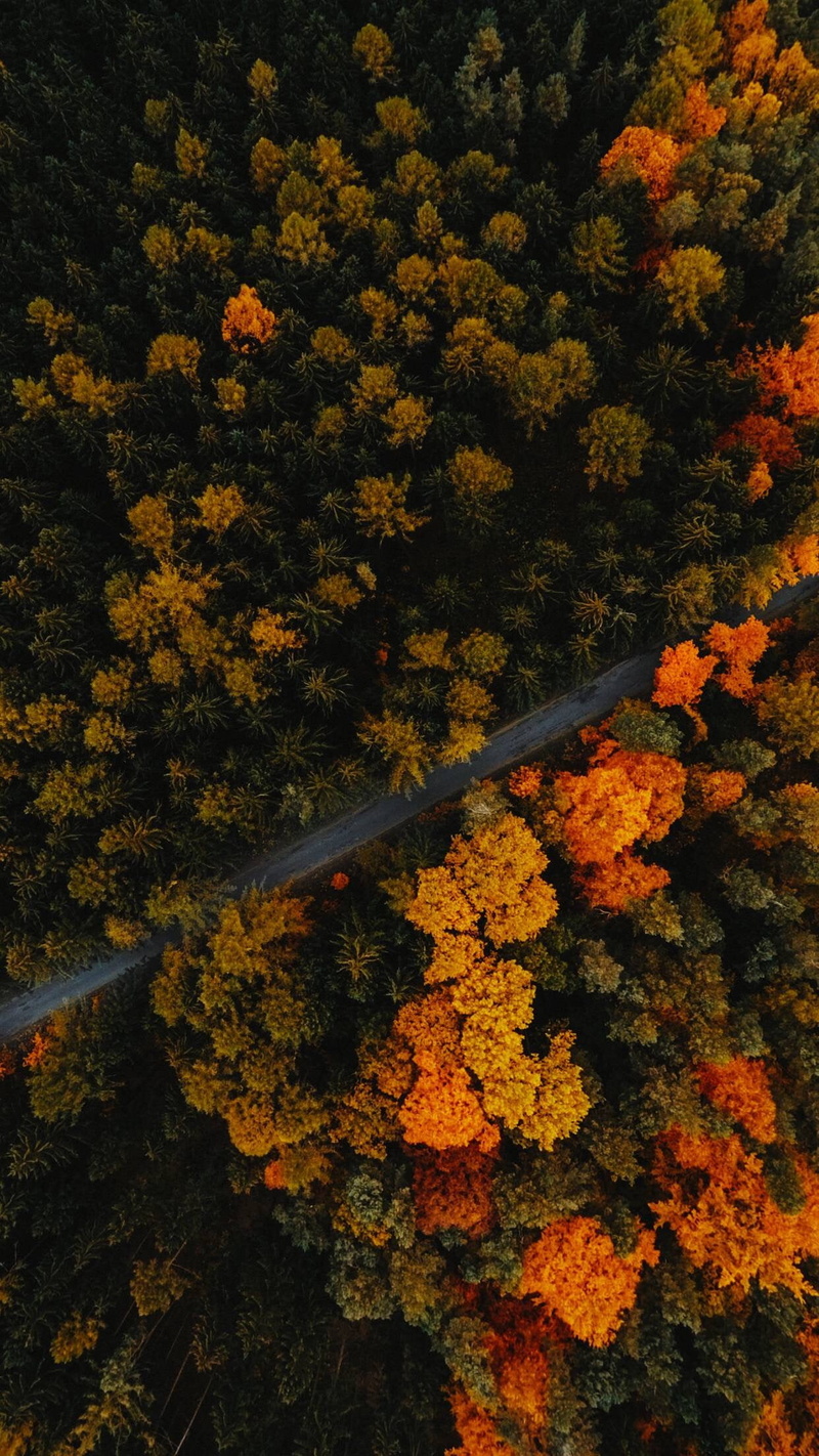 tree, high angle view, 1080P, scenics - nature, yellow, change, tranquil scene, orange color, beauty in nature, leaf, no people, natural condition, autumn