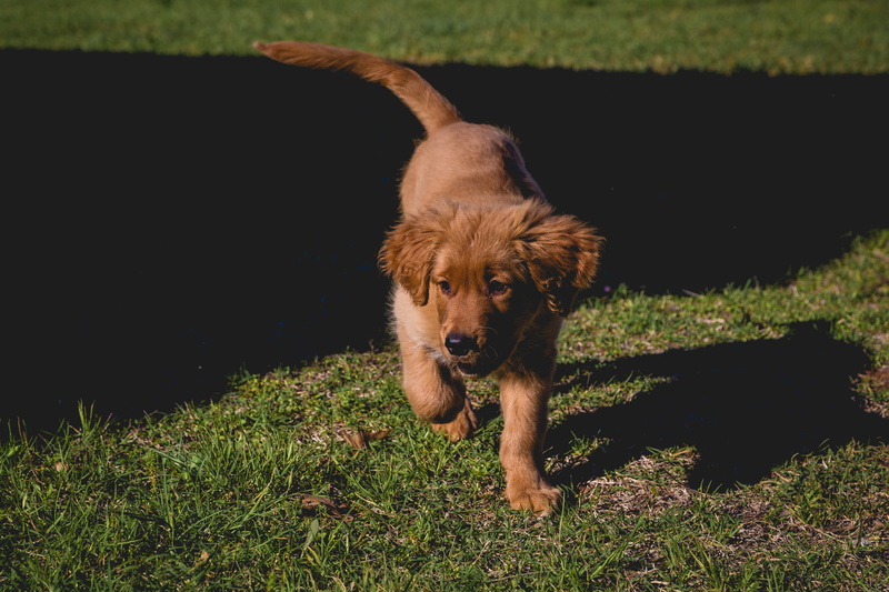 pets, mammal, puppy, playtime, outdoors, dog, golden retriever, grass, sunlight, domestic, playing, one animal, day, domestic animals, animal themes, 5K