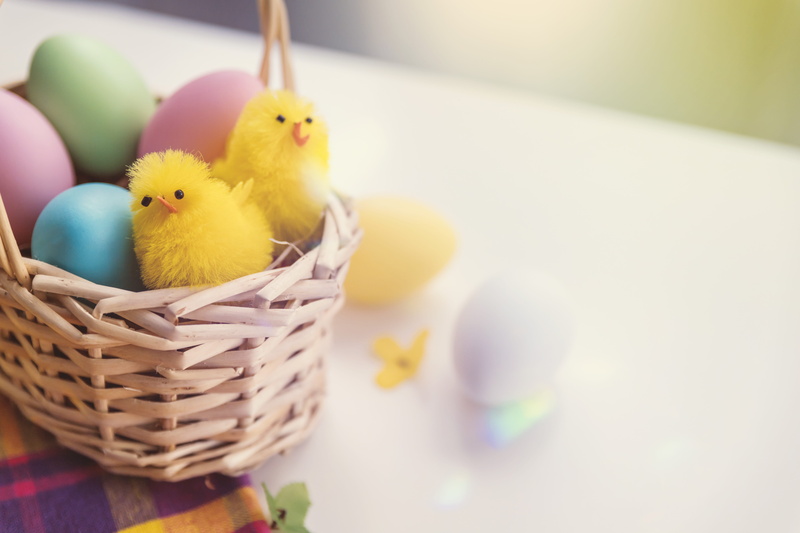 indoors, chicken - bird, holiday, eggs, springtime, bird, domestic animals, young animal, chicken, egg, animal, cute, happy, animal themes, no people, easter