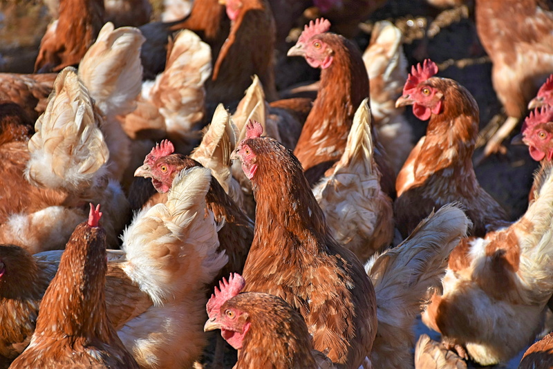 outdoors, range, livestock, agriculture, male animal, animal, poultry, outdoor, domestic animals, bio, cattle, no people, bill, domestic, chicken, rooster