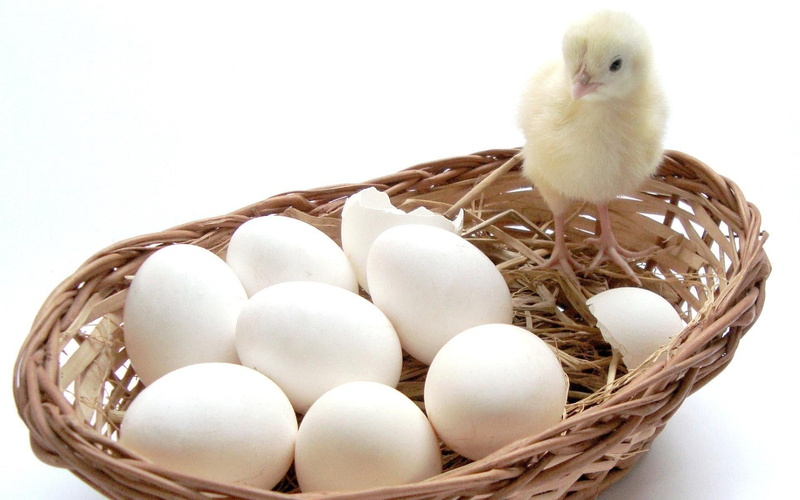 new life, chicken - bird, basket, baby chicken, animal egg, food, young bird, bird, chicken, animal nest, livestock, young animal, vertebrate, animal themes