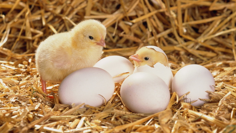hatched, feather, egg, backgrounds, yellow, young Animal, beak, agriculture, hay, baby Chicken, outdoors, food, chik, livestock, beginnings, hatchling